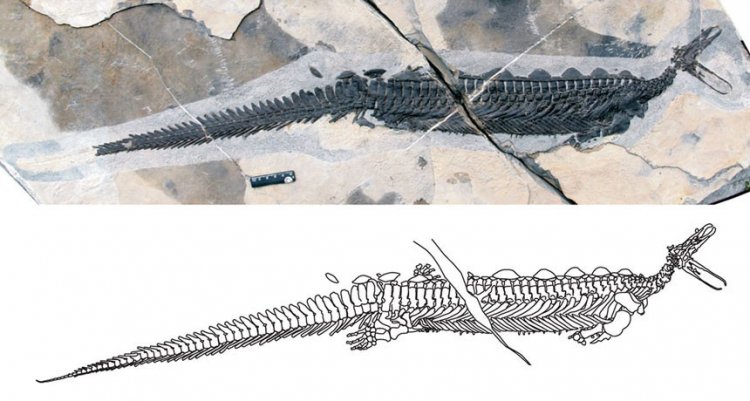 Древняя морская рептилия E. carrolldongi была вынуждена охотиться на ощупь