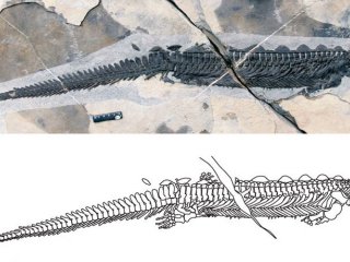 Древняя морская рептилия E. carrolldongi была вынуждена охотиться на ощупь