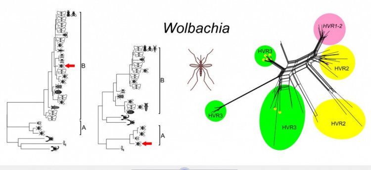 Обмен одним геном между разными супергруппами. Источник: Юрий Илинский