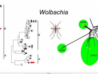 Обмен одним геном между разными супергруппами. Источник: Юрий Илинский