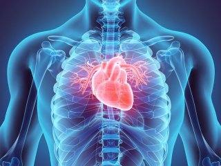 Два белка связаны со здоровьем сердца