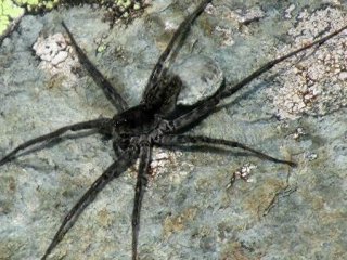 © Фото : сайт Катунского заповедника / Александр Фомичев Паук, относящийся к семейству Lycosidae (пауки-волки). Архивное фото
