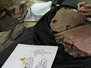 В Коми нашли нашли останки древнейшего предка наземных позвоночных организмов
