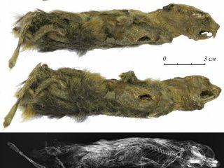 Мерзлая мумия тирехтяхского лемминга и ее рентгенография. Изображение исследователей Лопатин А.В., Соломонов Н.Г., Сердюк Н.В., Мащенко Е.Н., Муха Д.В., Агаджанян А.К.