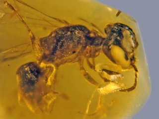 В бирманском янтаре обнаружена древнейшая пчела. Ей 100 миллионов лет