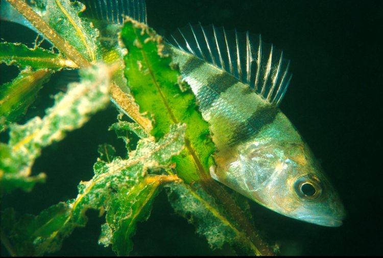 Искусственный свет нарушает сон у аквариумных рыбок
