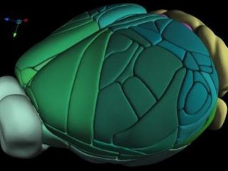 Создана новая полная 3D-карта мозга мыши