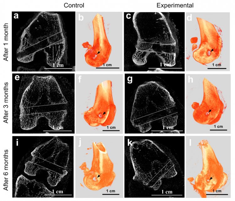 Источник bkk.cnhfwbb: Gerasimenko et al / Int. J. Mol. Sci., 2020