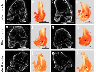 Источник bkk.cnhfwbb: Gerasimenko et al / Int. J. Mol. Sci., 2020