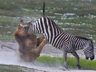 Неожиданно зебра начинает сопротивляться и лев получает мощный удар по морде
