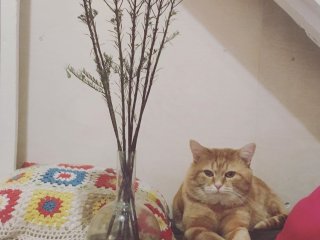 Онлайн-флешмоб «Весенний кот»…