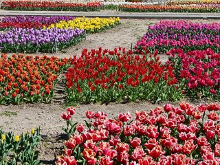 Парадом тюльпанов 2020 в Никитском саду командует генерал Алладин…