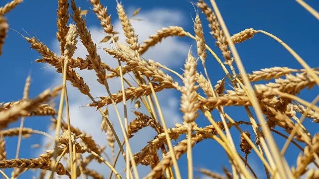 Геномы злаков содержат скрытый потенциал для адаптации