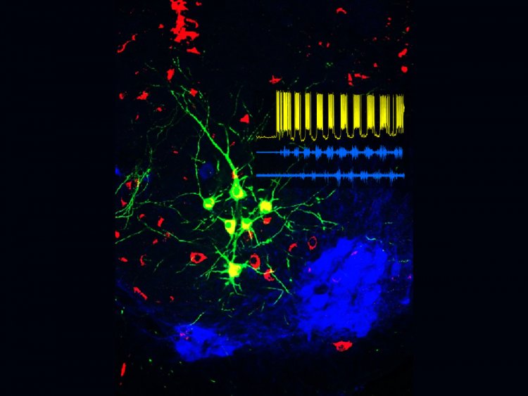 Ученые определили у мышей тип нейронов, контролирующих движение