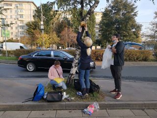 Рисунок 1. Отбор листьев березы повислой в Москве