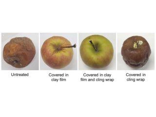 Ученые надолго сохранили яблоки свежими с помощью глиняных пленок