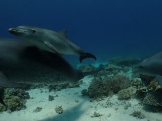 Дельфины лечатся от кожных болезней с помощью кораллов 