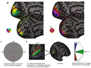Размер зрительной коры и ткани мозга могут предсказать, насколько хорошо мы видим
