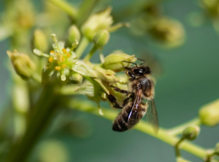Пчела. Источник фото- 123rf