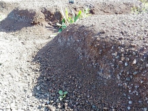 Восстановление плодородного слоя почвы