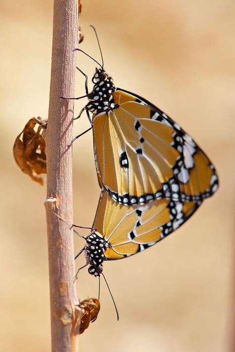 У бабочек и мотыльков общие древние «блоки» ДНК