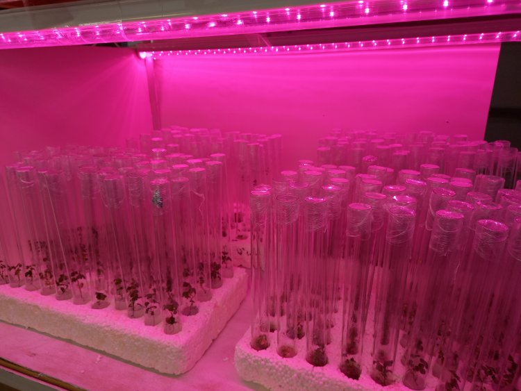 Пробирки с растениями лесных ягодных культур в лаборатории биотехнологии