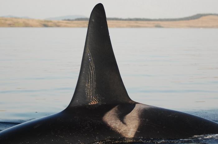Взрослые косатки защищают своих сыновей от схватки с другими китами 