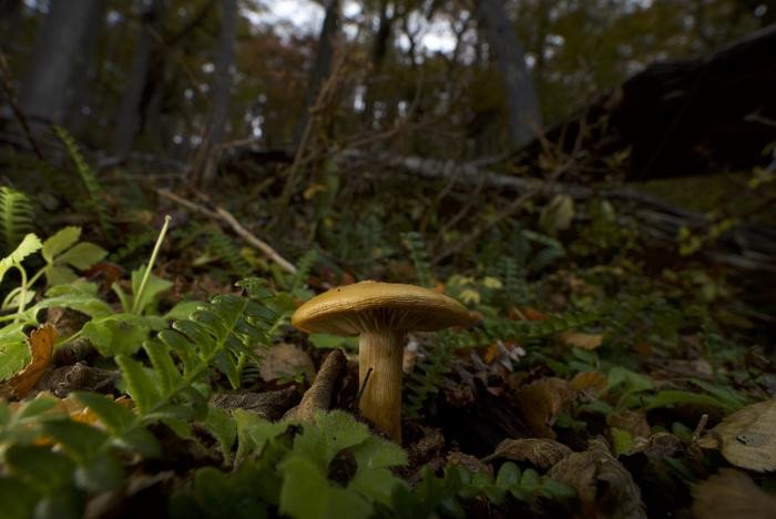 Эктомикоризный гриб, растущий на лесной подстилке в Патагонии. Фото: SPUN/Mateo Barrenengoa