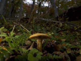 Эктомикоризный гриб, растущий на лесной подстилке в Патагонии. Фото: SPUN/Mateo Barrenengoa