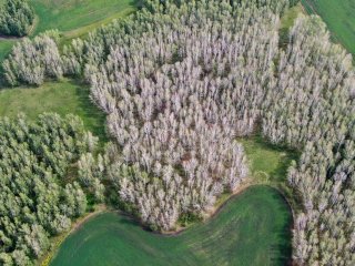 Лес, пораженный непарным шелкопрядом. Источник Антон Ковалев