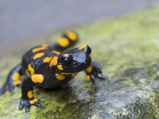 Огненная саламандра, обитающая в Европе, — один из многих видов, для которых важна достаточная влажность. Фото: Daniel Rosengren/Frankfurt Zoological Society