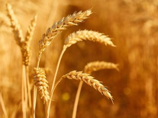 Пшеница. Фото: Oleksandr Ryzhkov / фотобанк Freepik