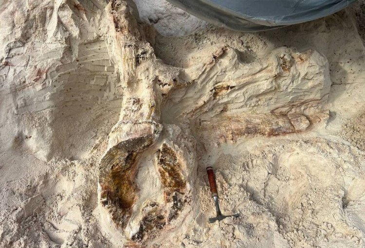 Фото: Дмитрий Григорьев