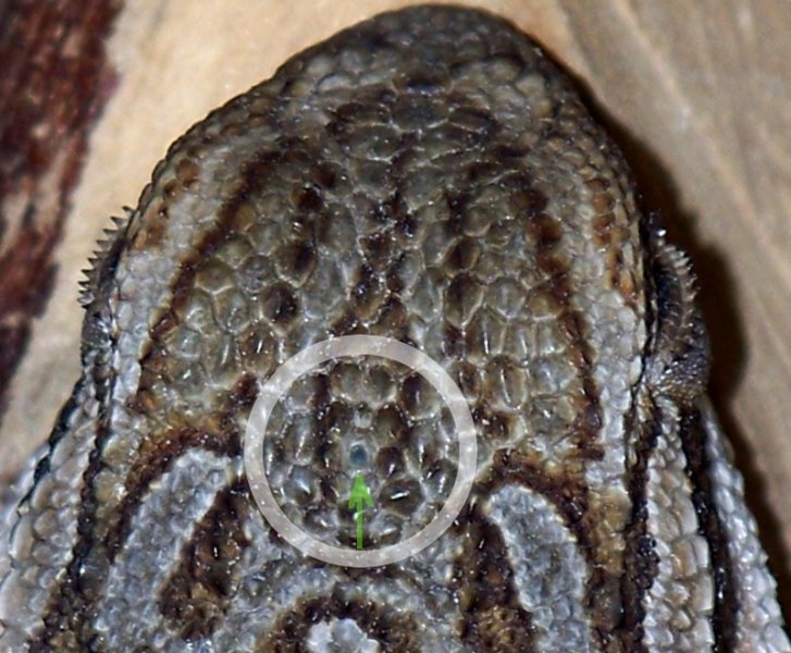 Орган Якобсона на голове у бородатой агамы