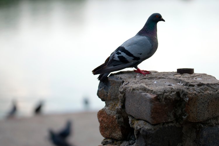 Источник ru.123rf.com