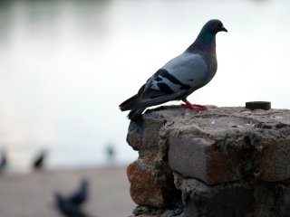 Источник ru.123rf.com