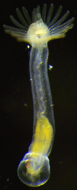 Ювенильная особь форониды Phoronopsis harmeri // Источник: Елена Темерева, биологический факультет МГУ
