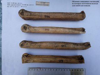 Обломки лошадиных метаподий, из которых изготовили полозья для салазок. Фото предоставлено Алексеем Каспаровым