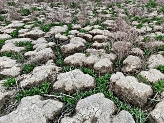 Высохшее дно пролива между Аграханским полуостровом и островом Чечень. Автор фото: В.В. Крыленко