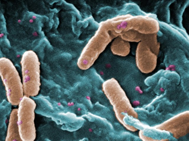 Изображение: Janice Haney Carr Content Providers(s): CDC / Janice Haney Carr / The Centers for Disease Control and Prevention's Public Health Image Library / Wikipedia 