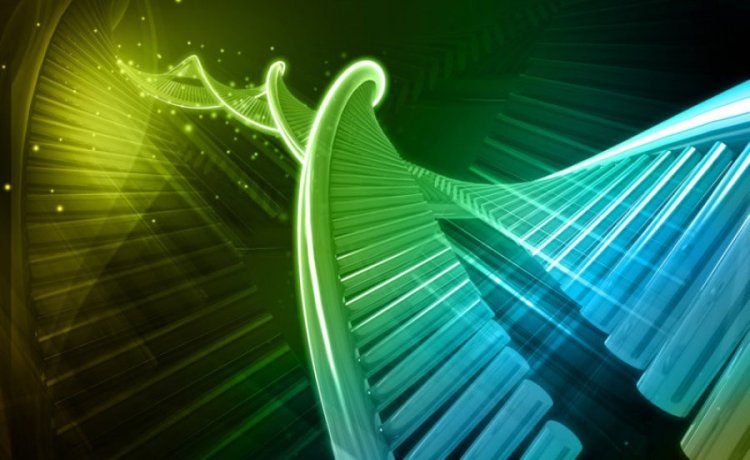 Эпигенетические модификации в ДНК распространены шире, чем считалось