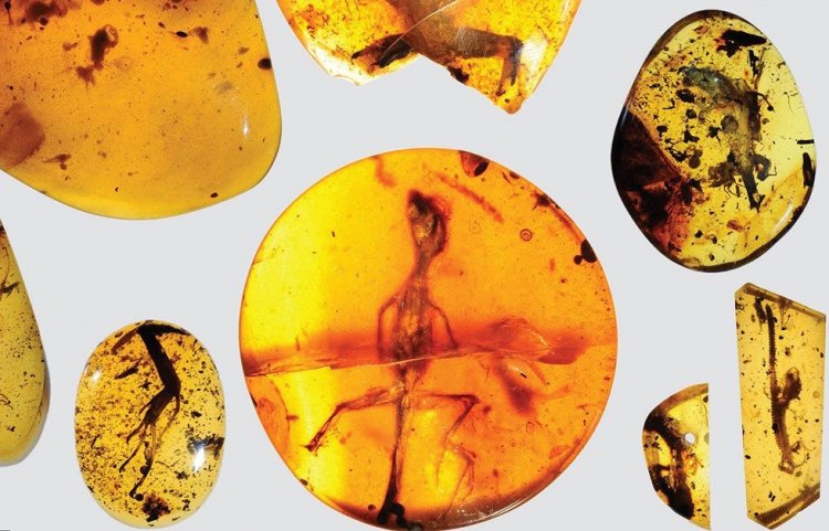В янтаре найдены древнейшие ящерицы