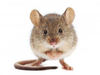 Как самец мыши узнает, что попал на чужую территорию