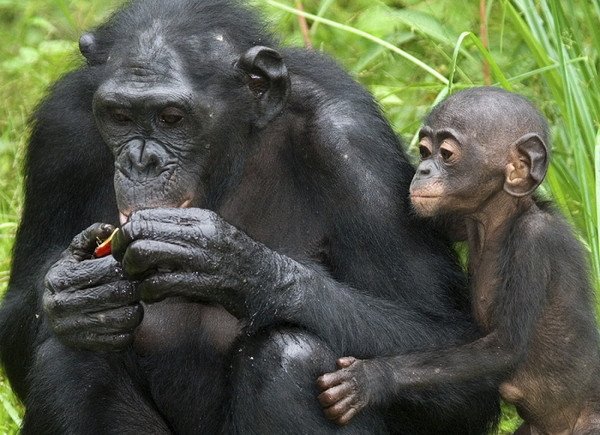 Вопреки предыдущим исследованиям, шимпанзе не альтруисты, а пофигисты