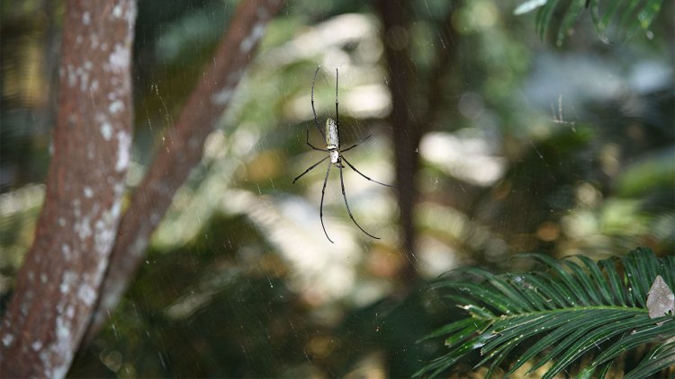 Почему пауки так незаметно двигаются
