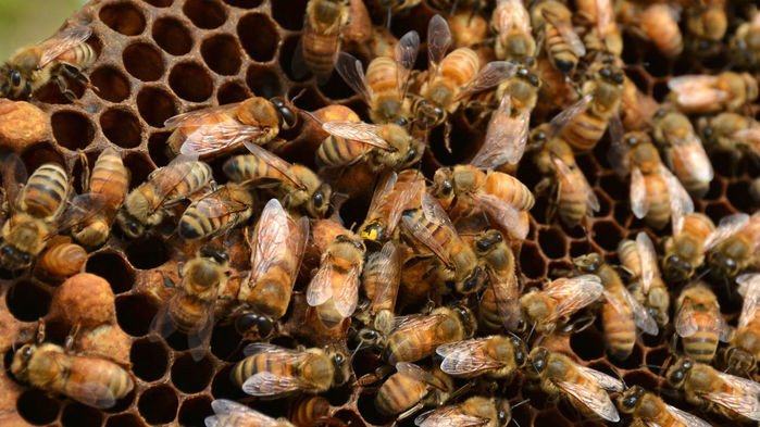 Европейское агентство выступило против пестицидов, угрожающих пчелам