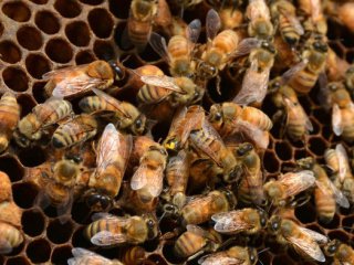 Европейское агентство выступило против пестицидов, угрожающих пчелам