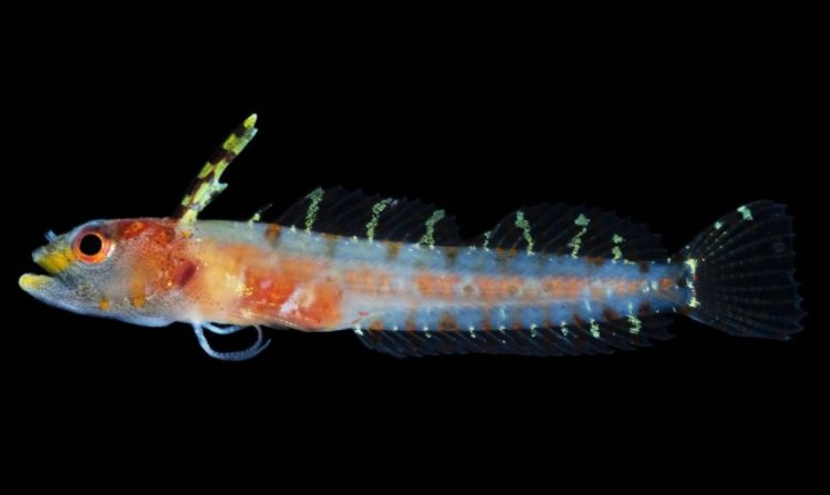 30 новых видов рыб обнаружено в «сумеречной зоне» океана