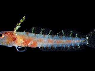 30 новых видов рыб обнаружено в «сумеречной зоне» океана
