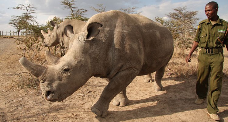 Почти исчезнувший северный белый носорог может быть спасен